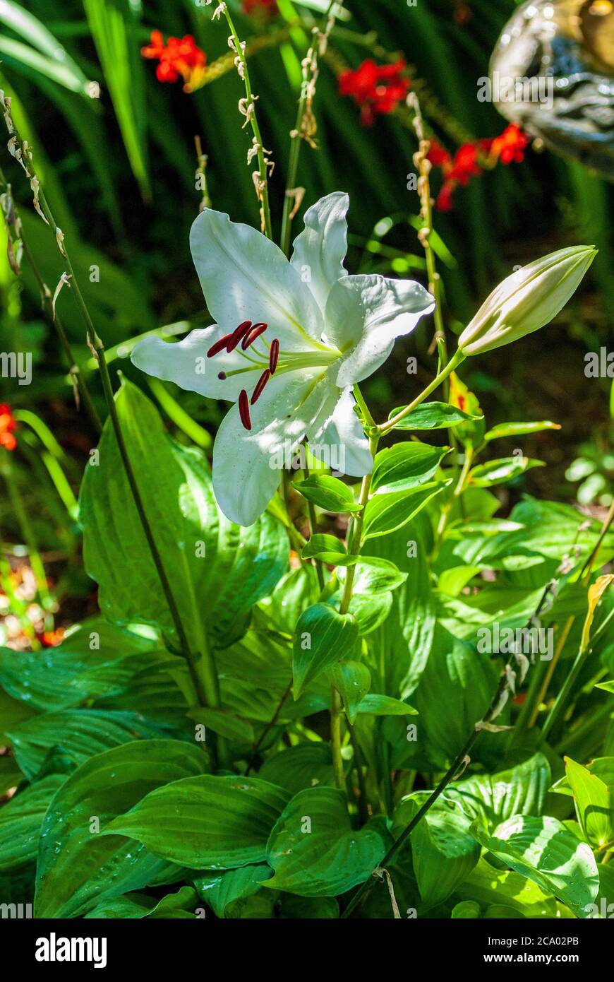 Lily garden hires stock photography and images Alamy