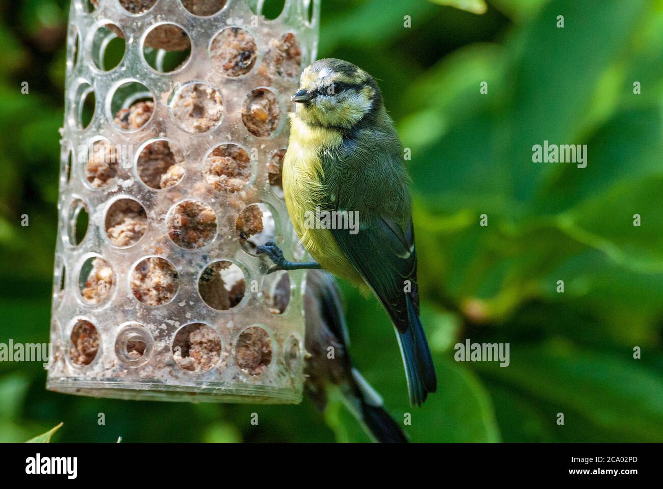 Chiffchaff on bird feeder. Stock Photo