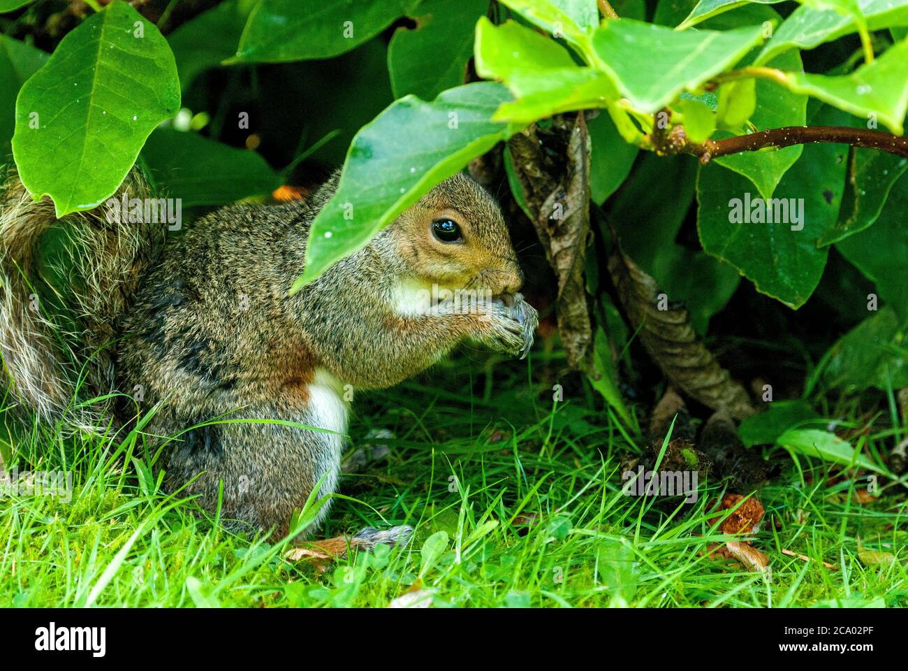 Grey squirrel eating. Stock Photo