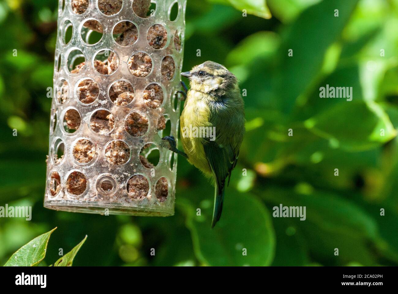 Chiffchaff on bird feeder. Stock Photo