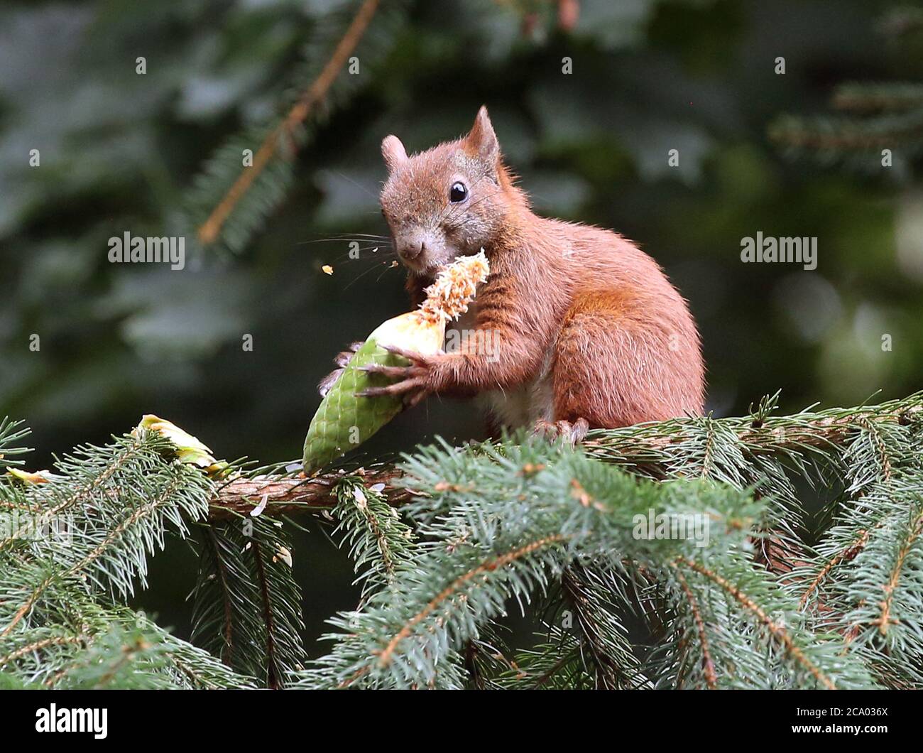 Diet seeds buds berries hires stock photography and images Alamy