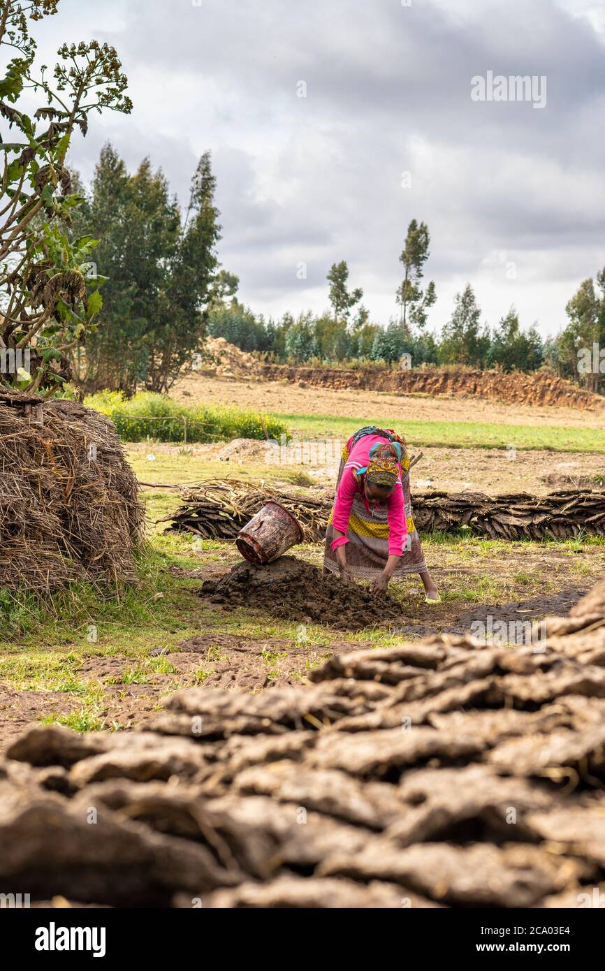 Woman working with dried dung, Wollo Province, Amhara Region, Ethiopia, Africa Stock Photo