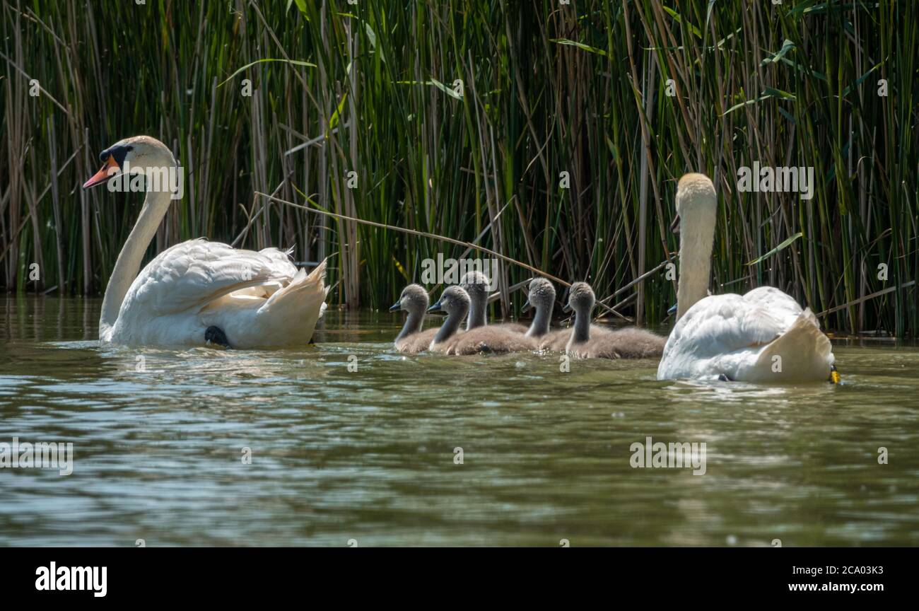 Mother Mute Swan and Cygnets swimming on a lake Stock Photo