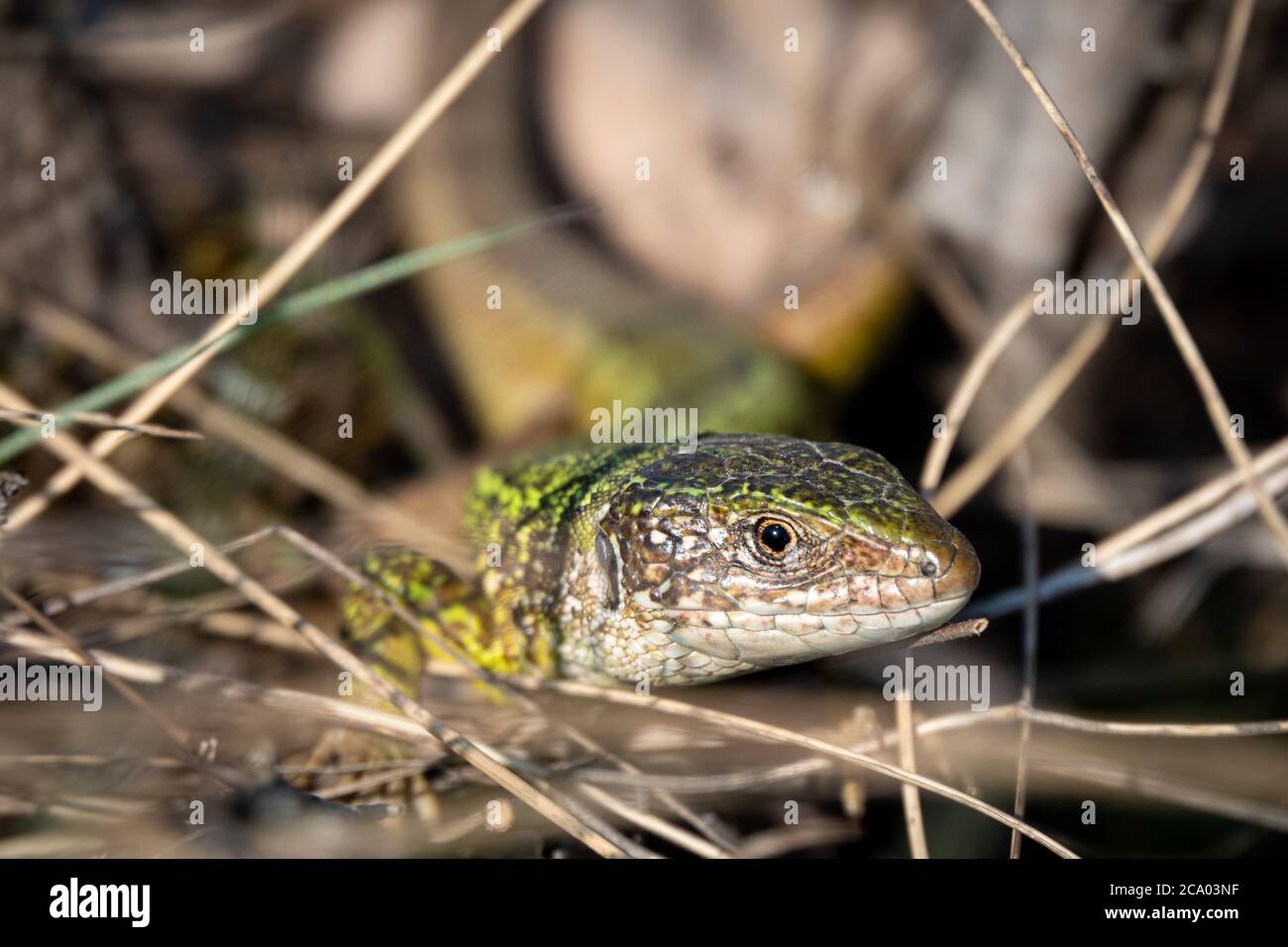 Green lizard strolling in the grass on the ground Stock Photo