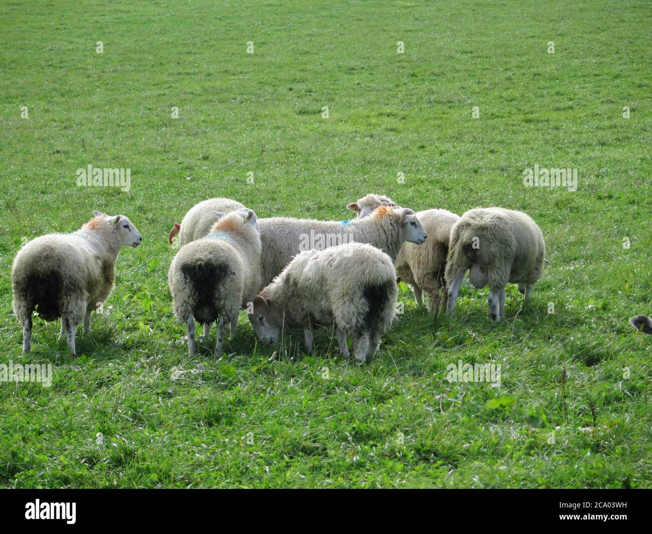 Sheep grazing in lush green farm land on sunny autumn day in Dorset, UK ...
