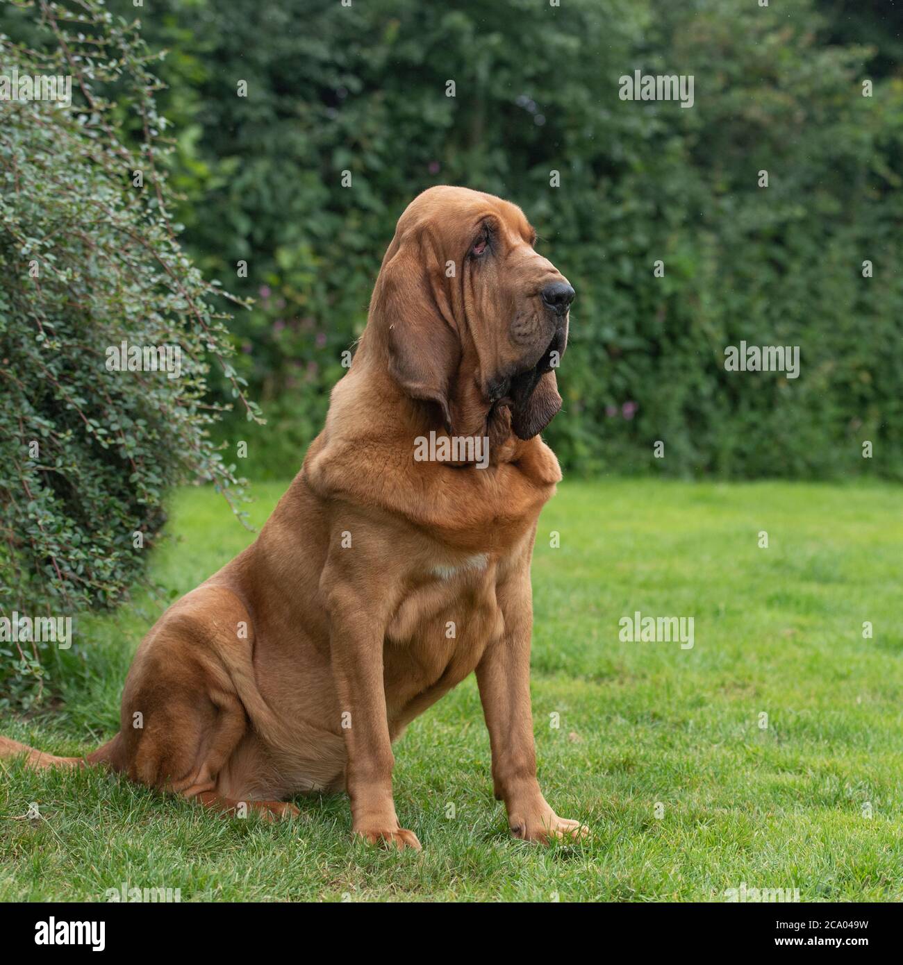 Large Bloodhound Hi Res Stock Photography And Images   Alamy