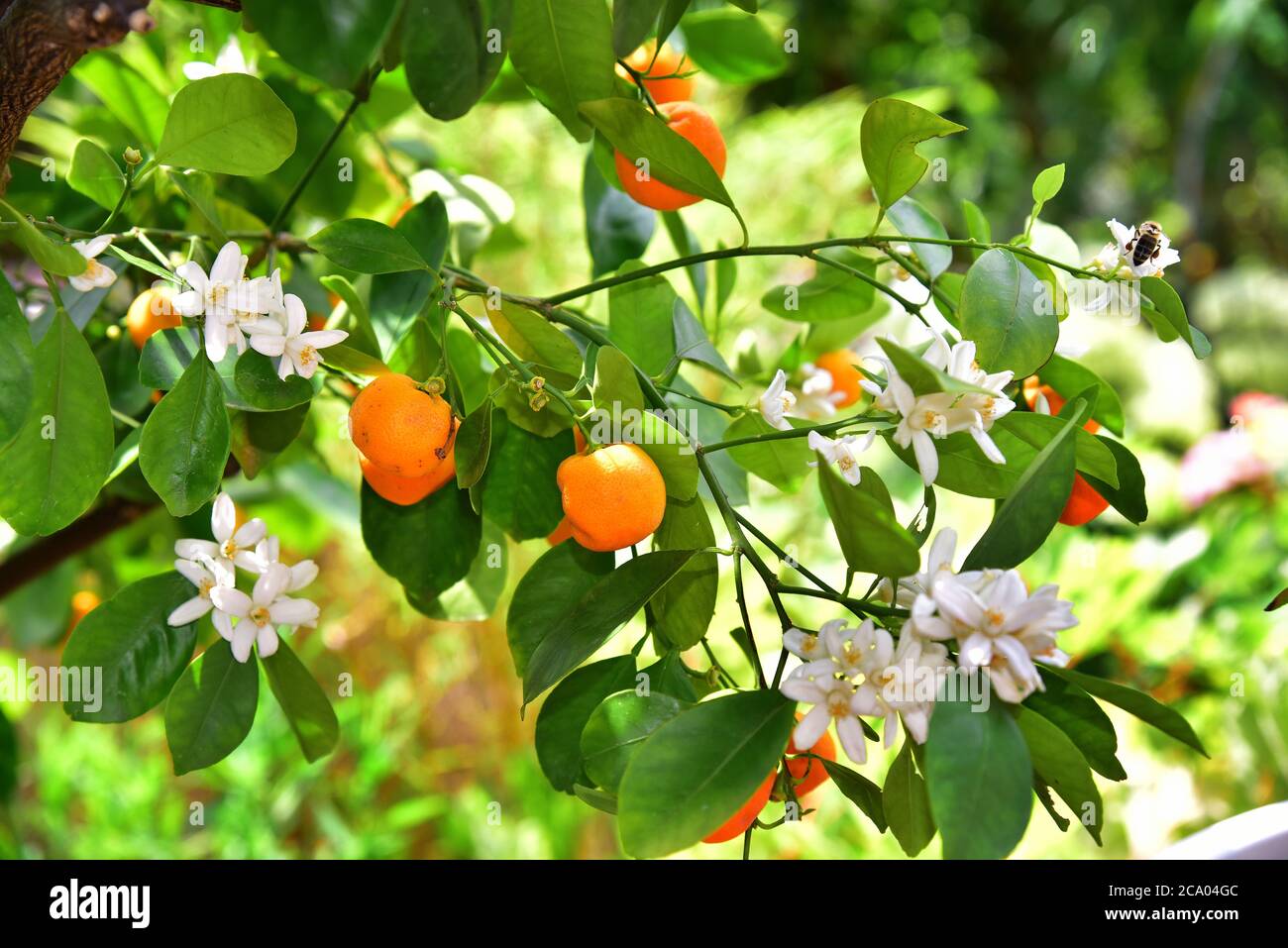 Tangerine (Citrus reticulata) with flowers and fruits Stock Photo