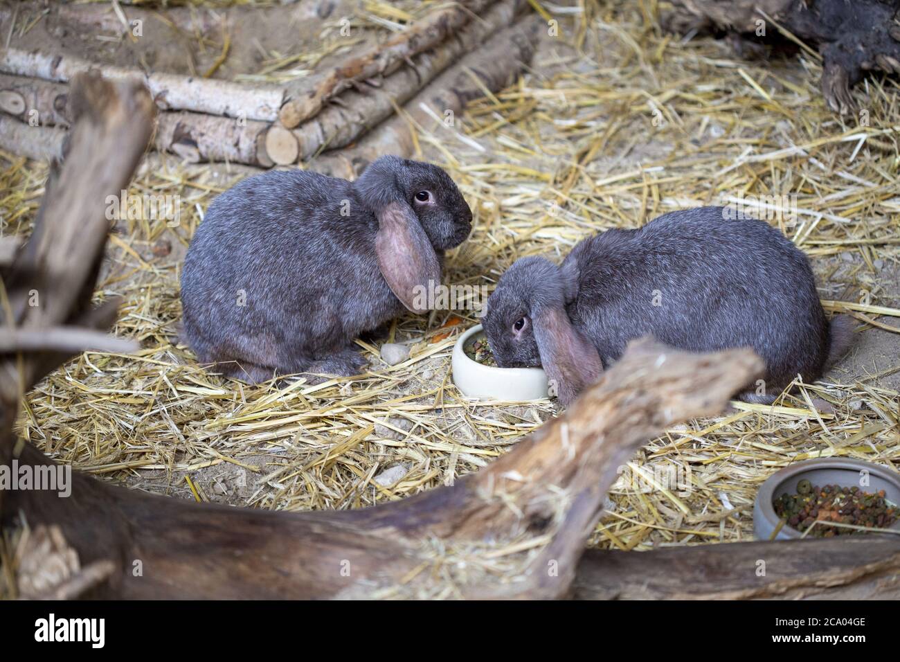 Meissner hi-res stock photography and images - Alamy