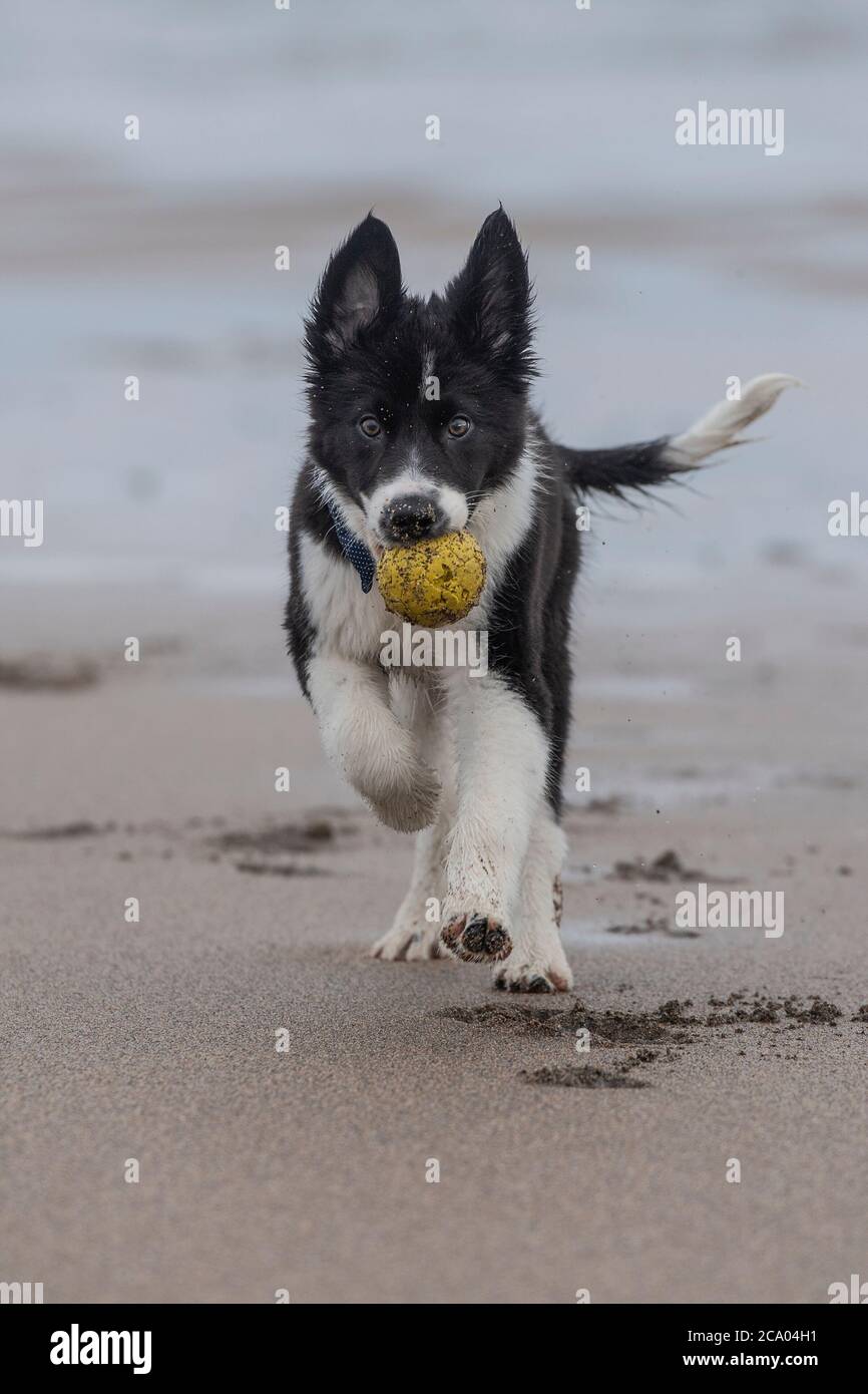 collie dog puppy with a ball Stock Photo