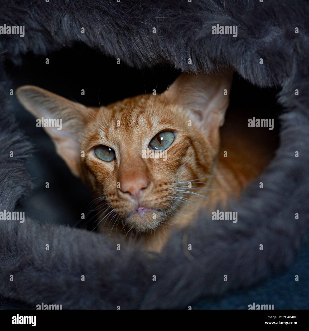 oriental shorthaired ginger cat Stock Photo