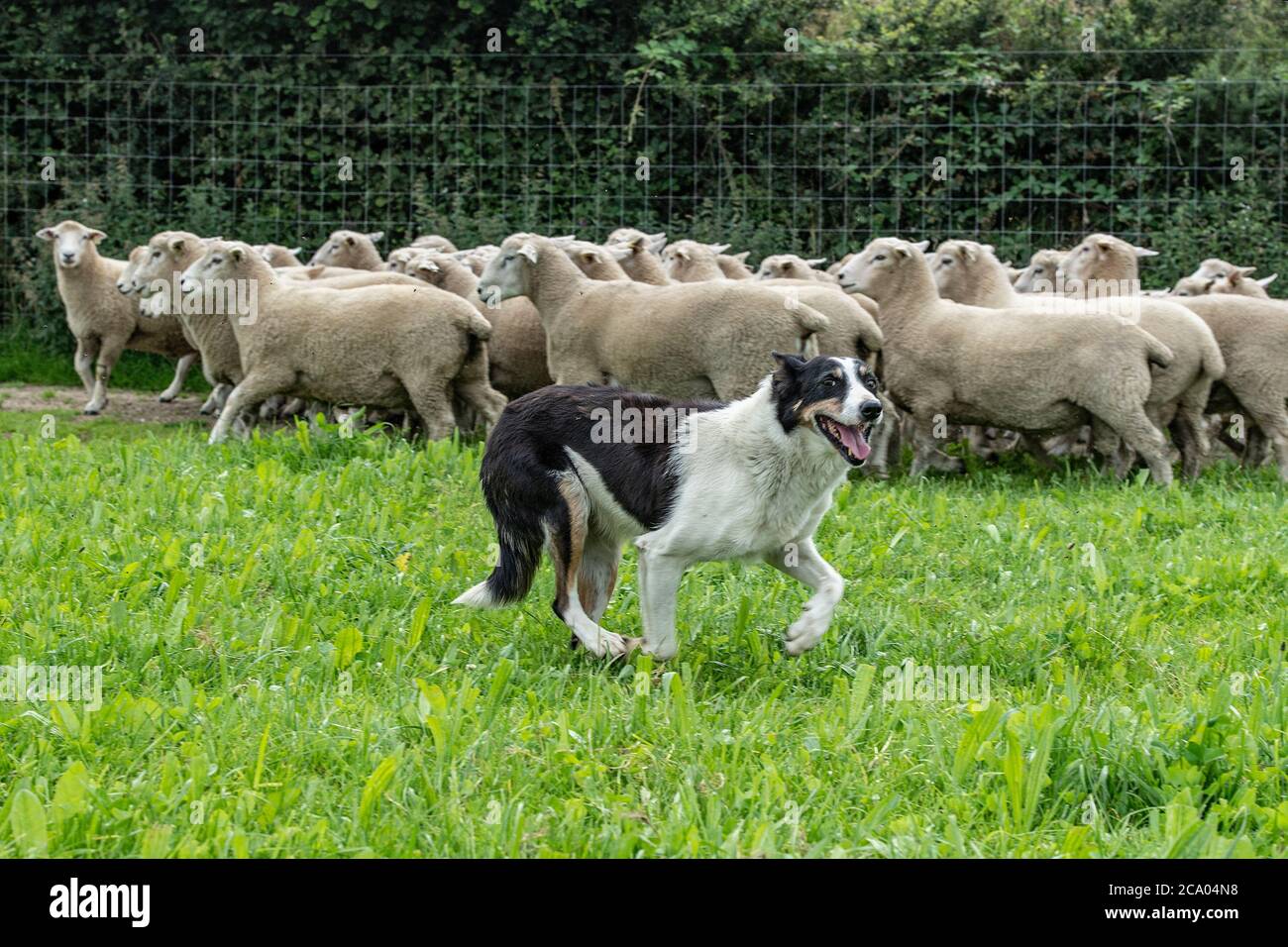 new Zealand huntaway x collie and sheep Stock Photo