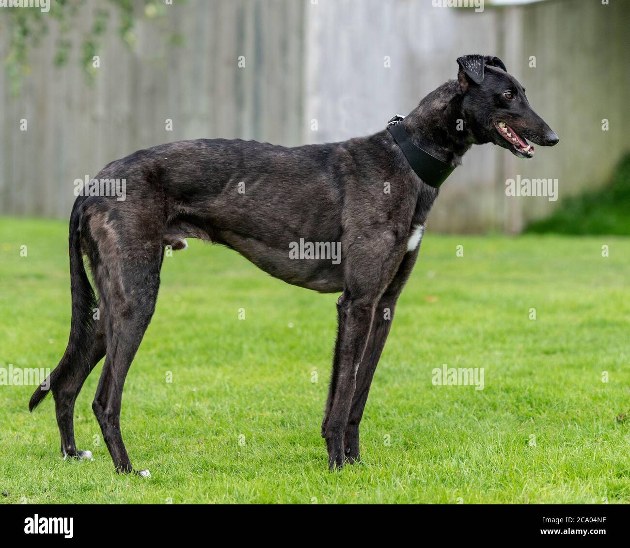 black greyhound ex racing dog Stock Photo