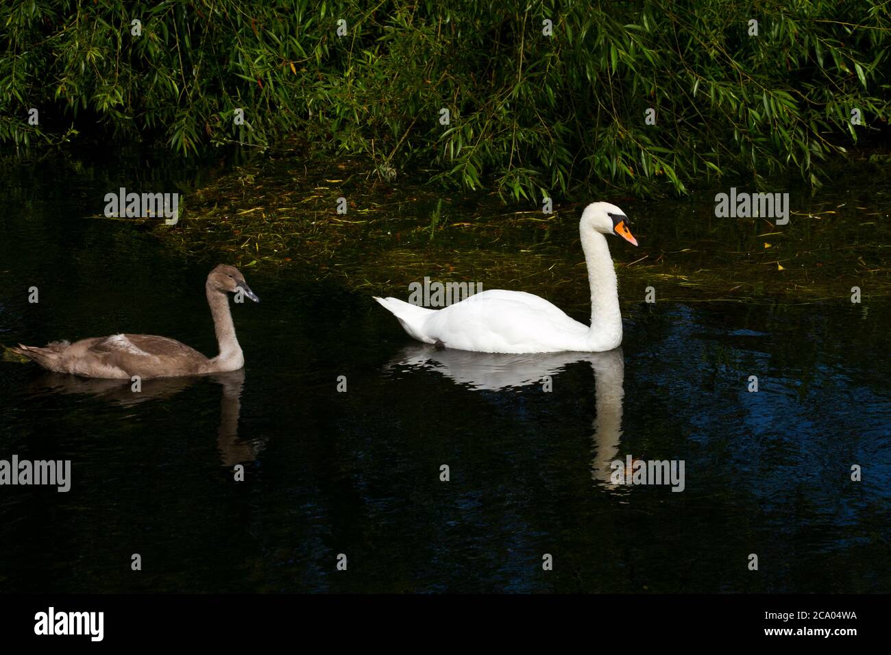 A well grown swims with its father known as the cob. Mute Swans