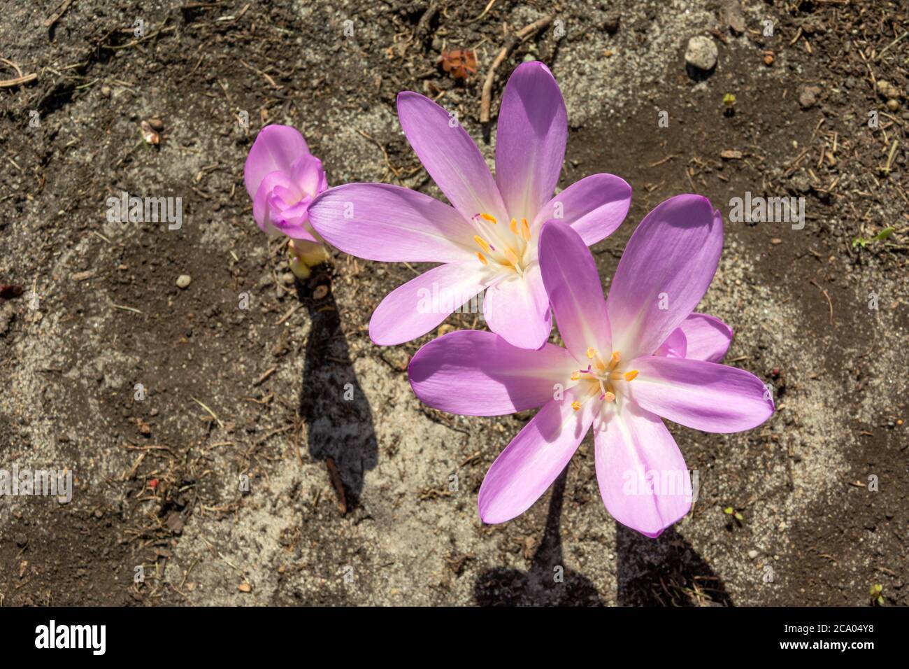Wide open purple crocus flowers, view from above on a sunny day Stock Photo