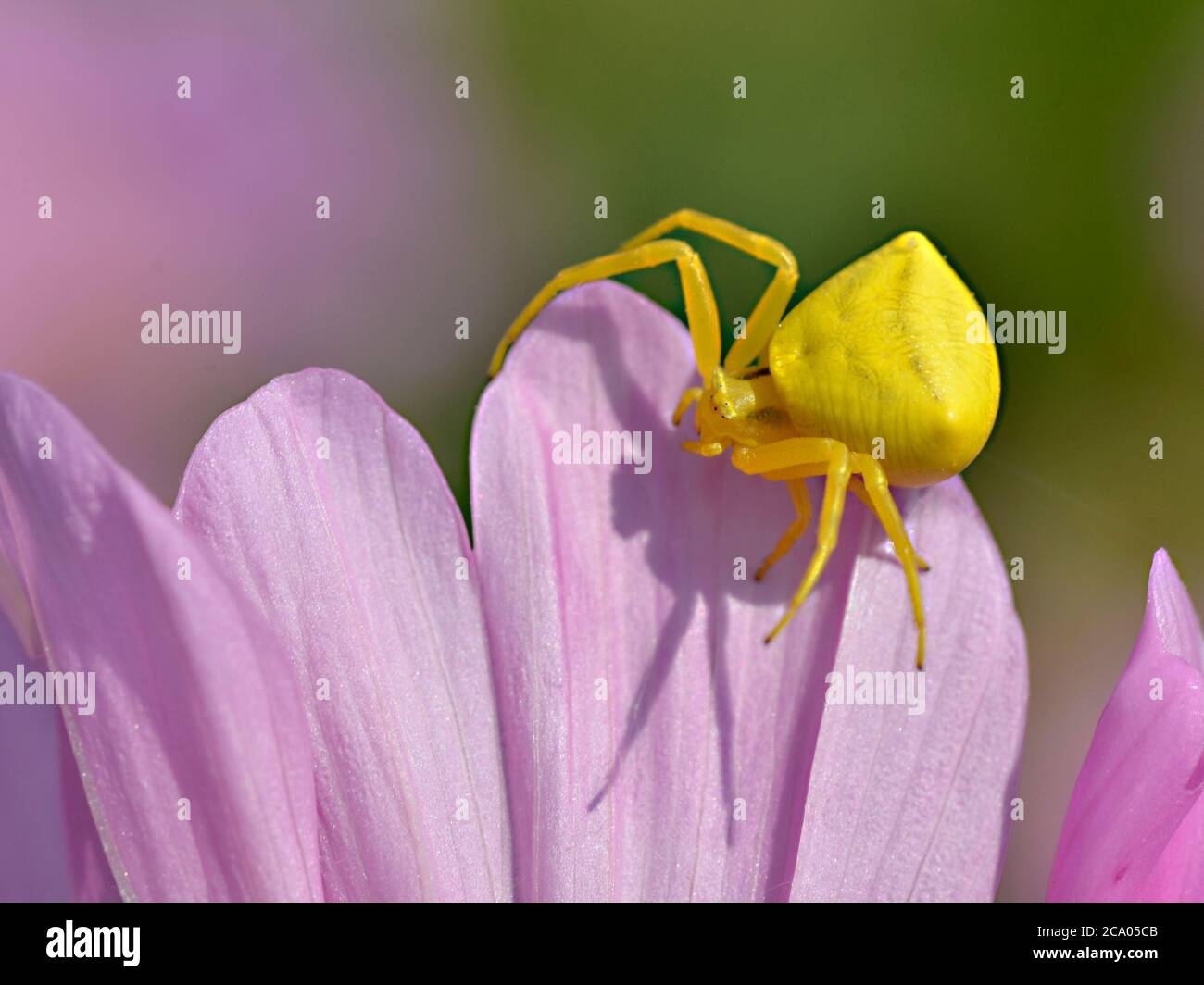 Macro of yellow crab spider (Misumena vatia) on pink petal cosmos flower seen from above Stock Photo