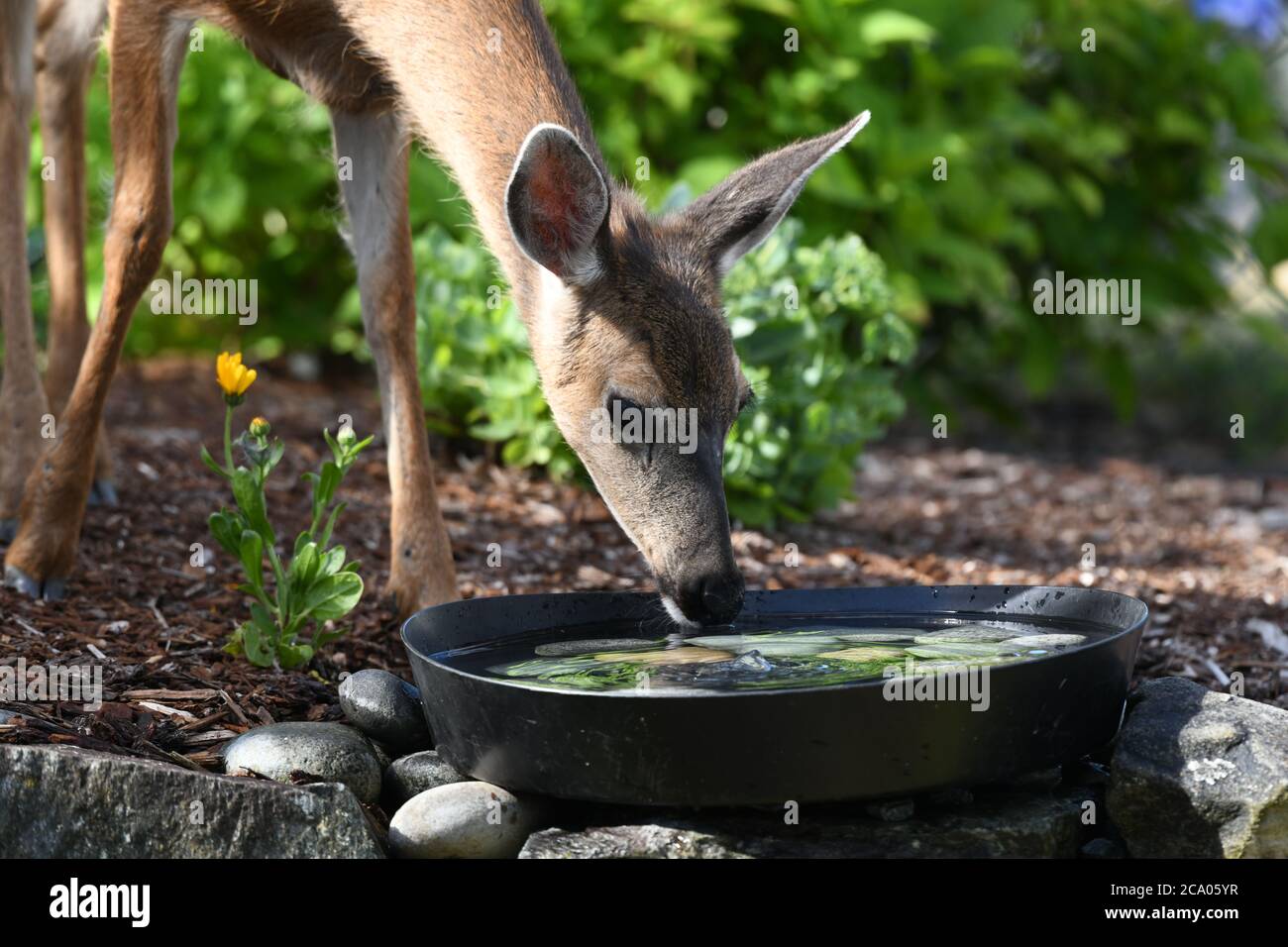 Backyard photography deer Stock Photo Alamy