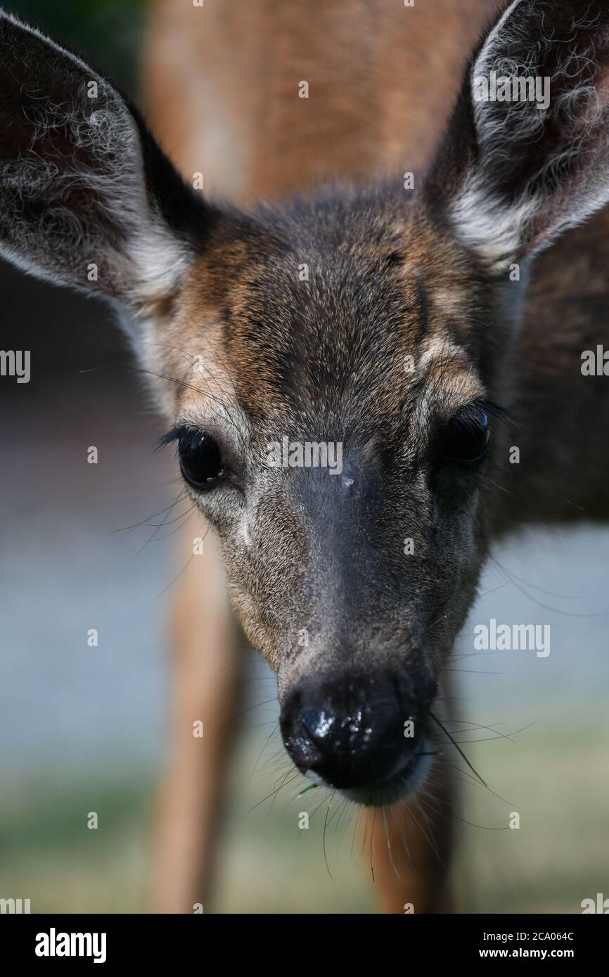Backyard photography deer Stock Photo Alamy