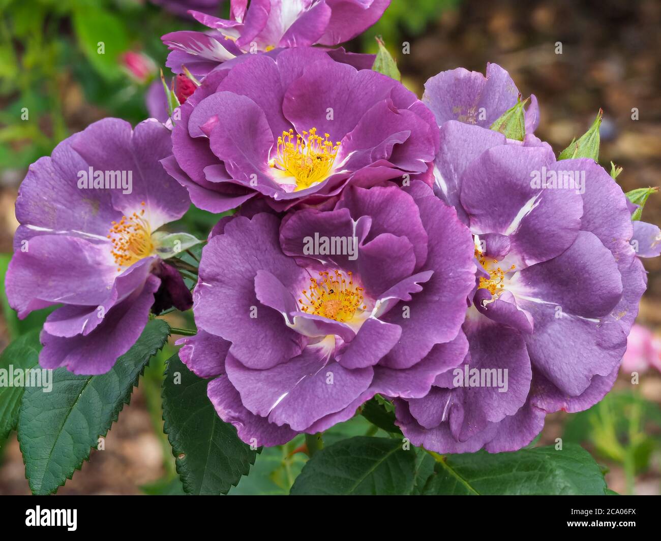 Closeup of the beautiful purple flowers of a rose, variety Rhapsody in Blue, in a garden Stock Photo