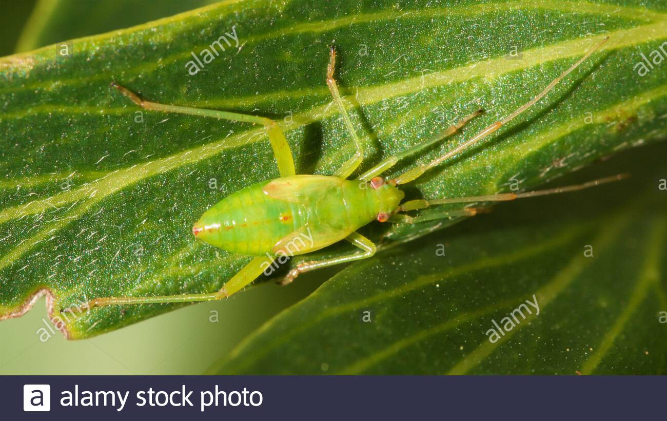 Miridae High Resolution Stock Photography and Images Alamy