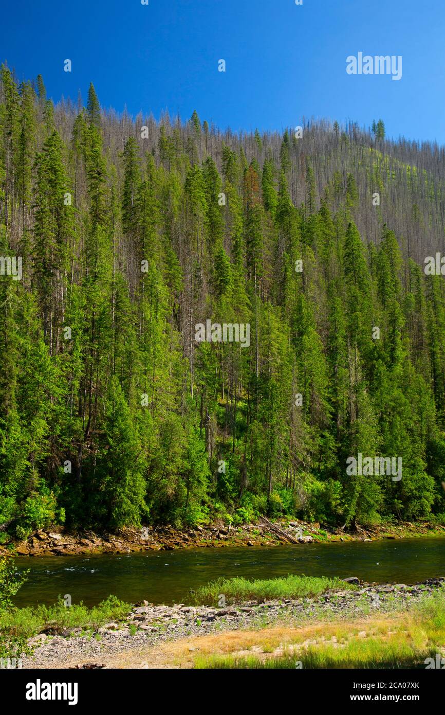 Selway Wild and Scenic River, Nez Perce National Forest, Idaho Stock