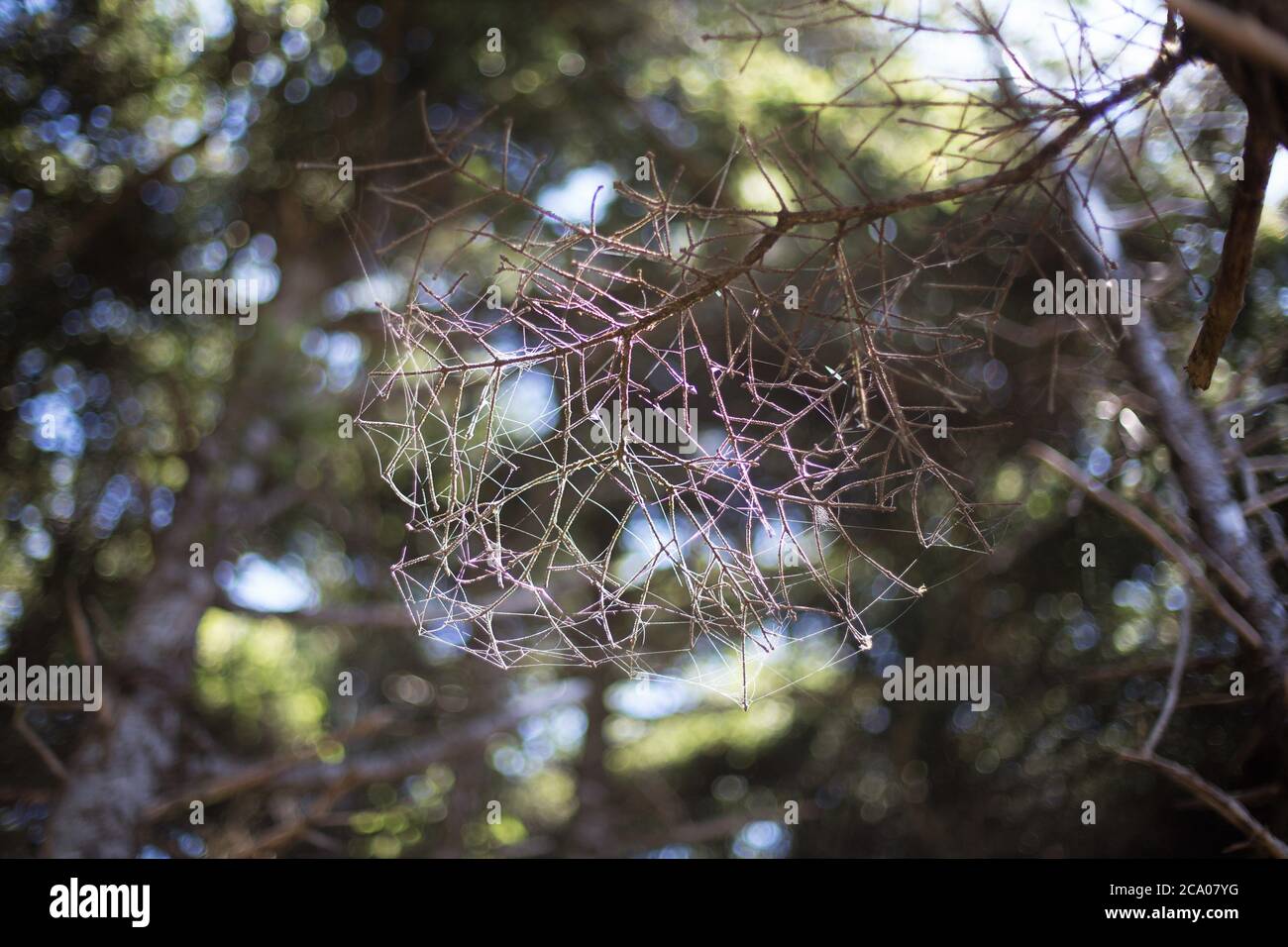 Fine spider webs form an intricate pattern on a branch. Stock Photo