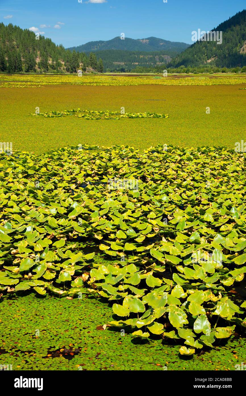 Thompson Lake, Coeur d'Alene River Wildlife Management Area, Lake Coeur d'Alene Scenic Byway, Idaho Stock Photo