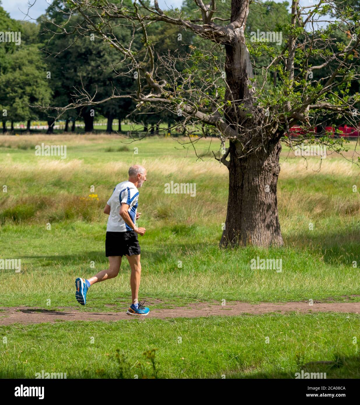 Senior retired retiree male,man jogging,exercising in a UK country park Stock Photo