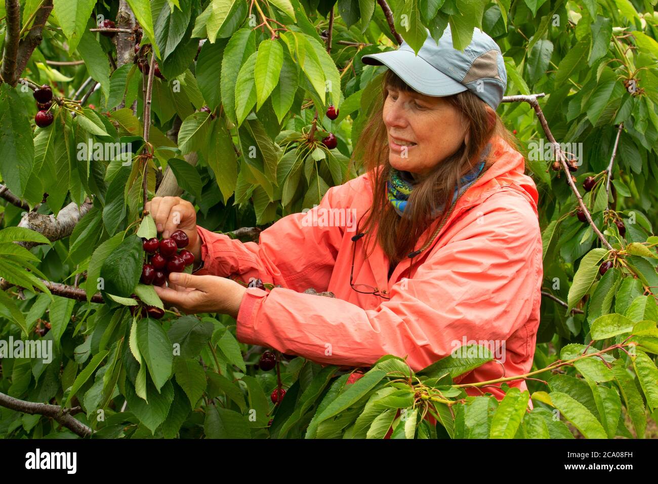 Picking cherries, Mosier, Oregon Stock Photo Alamy