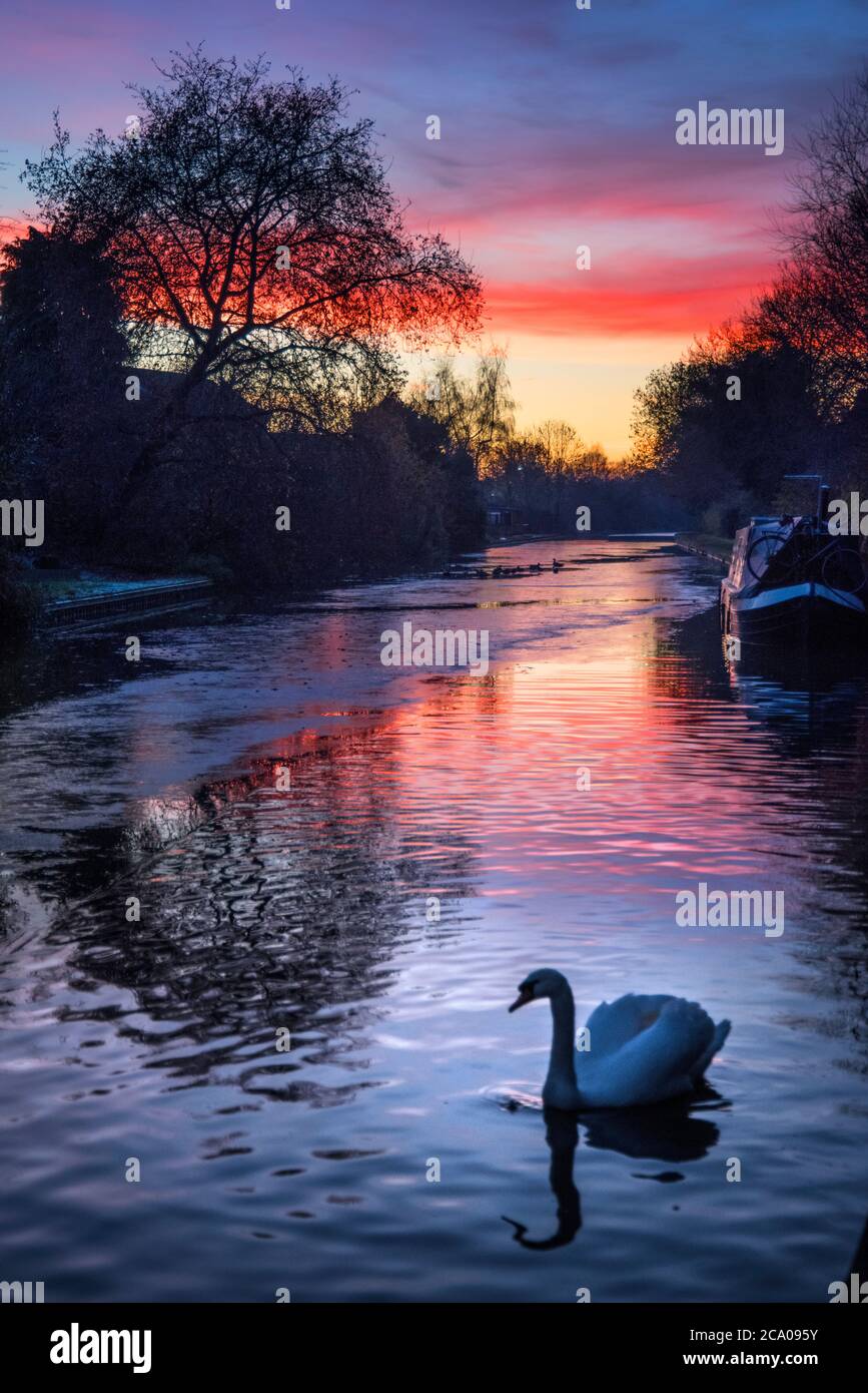 Swan on canal at sunset Stock Photo