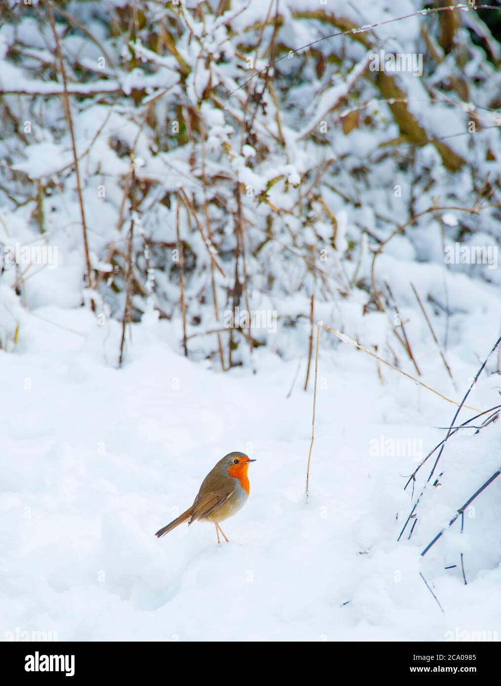 Robin in snow Stock Photo