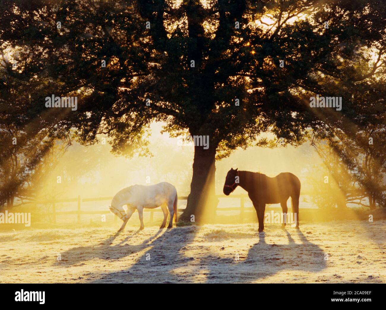 horses under tree in dawn sunshine Stock Photo
