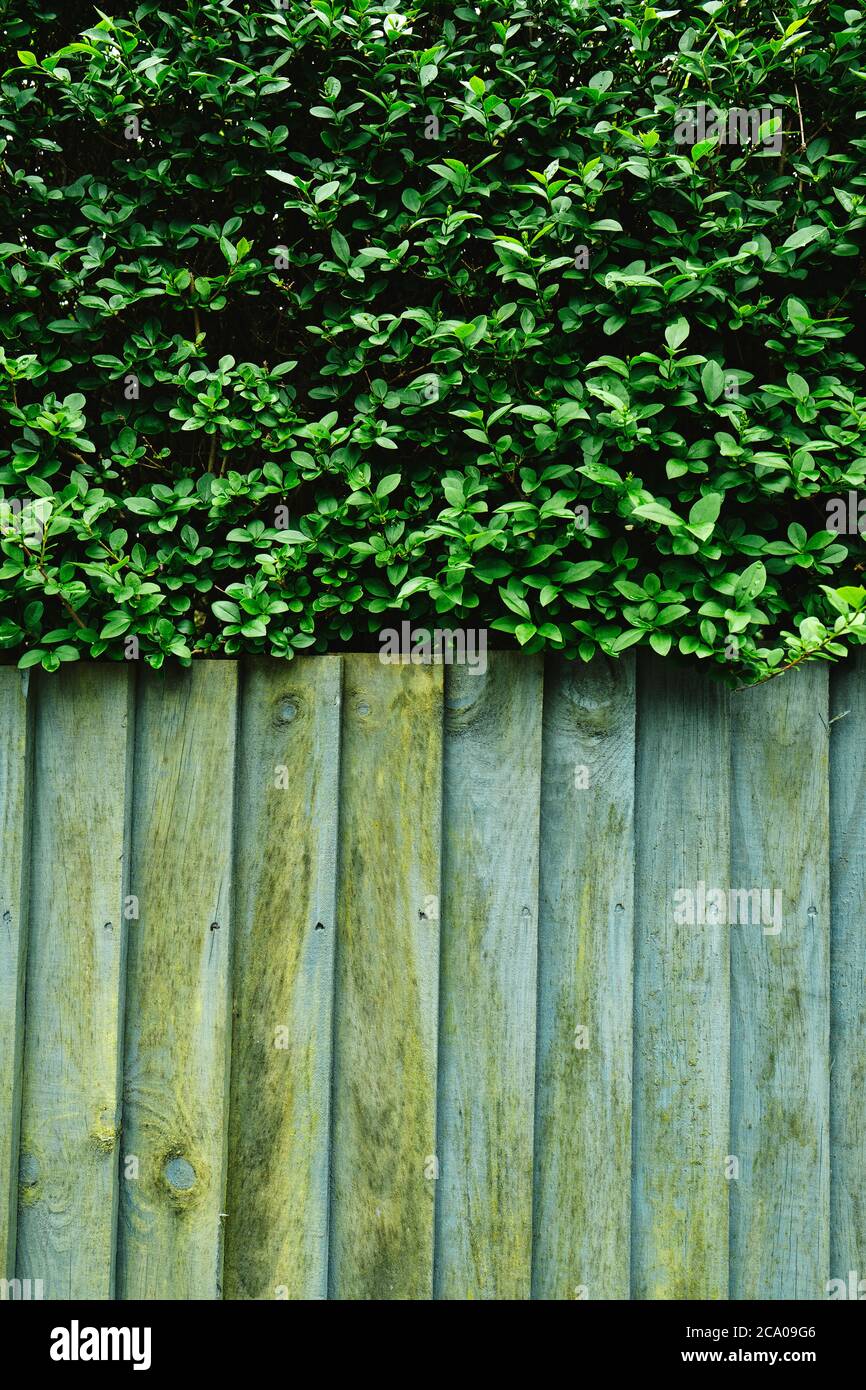 A close up of an old green wooden garden fence and hedge Stock Photo ...