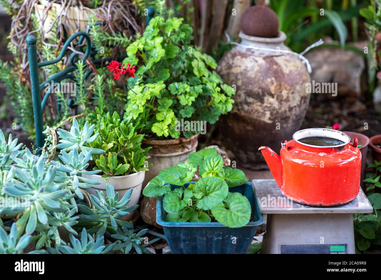 Reduce, reuse, recycle planter craft ideas. Second-hand kettles, saucepans, old vase and basket turn into garden flower pots. Recycled garden design and low-waste lifestyle. Stock Photo