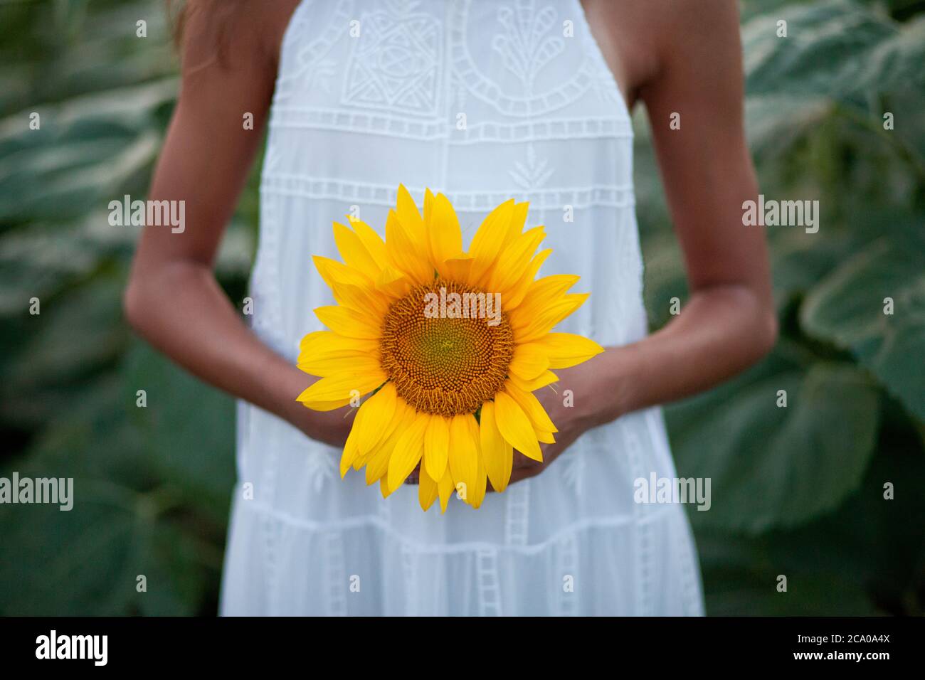 Young woman in the sunflower field. Girl holding a sunflower in a hand ...