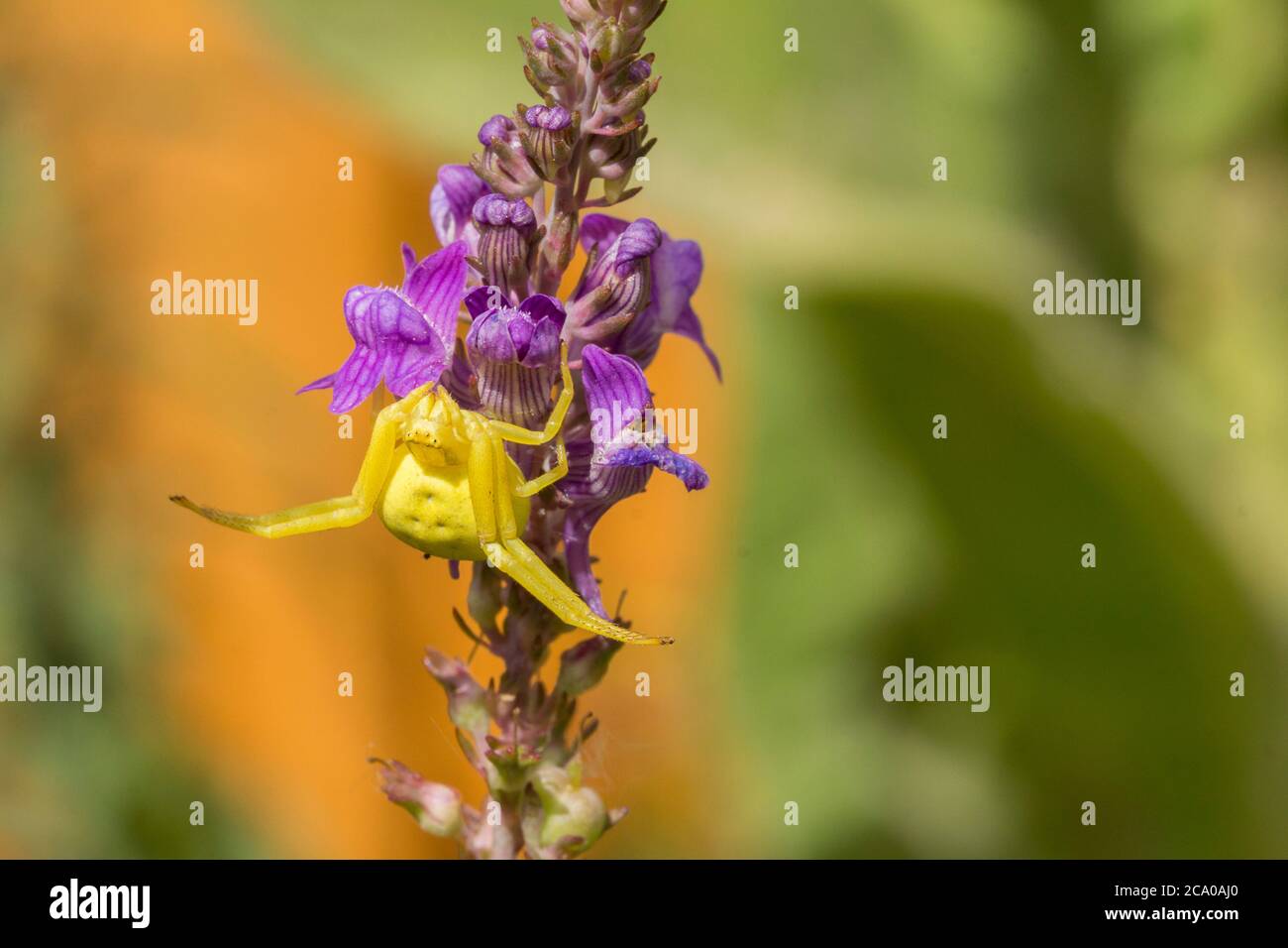 Yellow crab spider (Misumena vatia) on purple flowering plant waiting to  ambush and catch it's prey if lands nearby. Fat body and crab like legs. Stock Photo