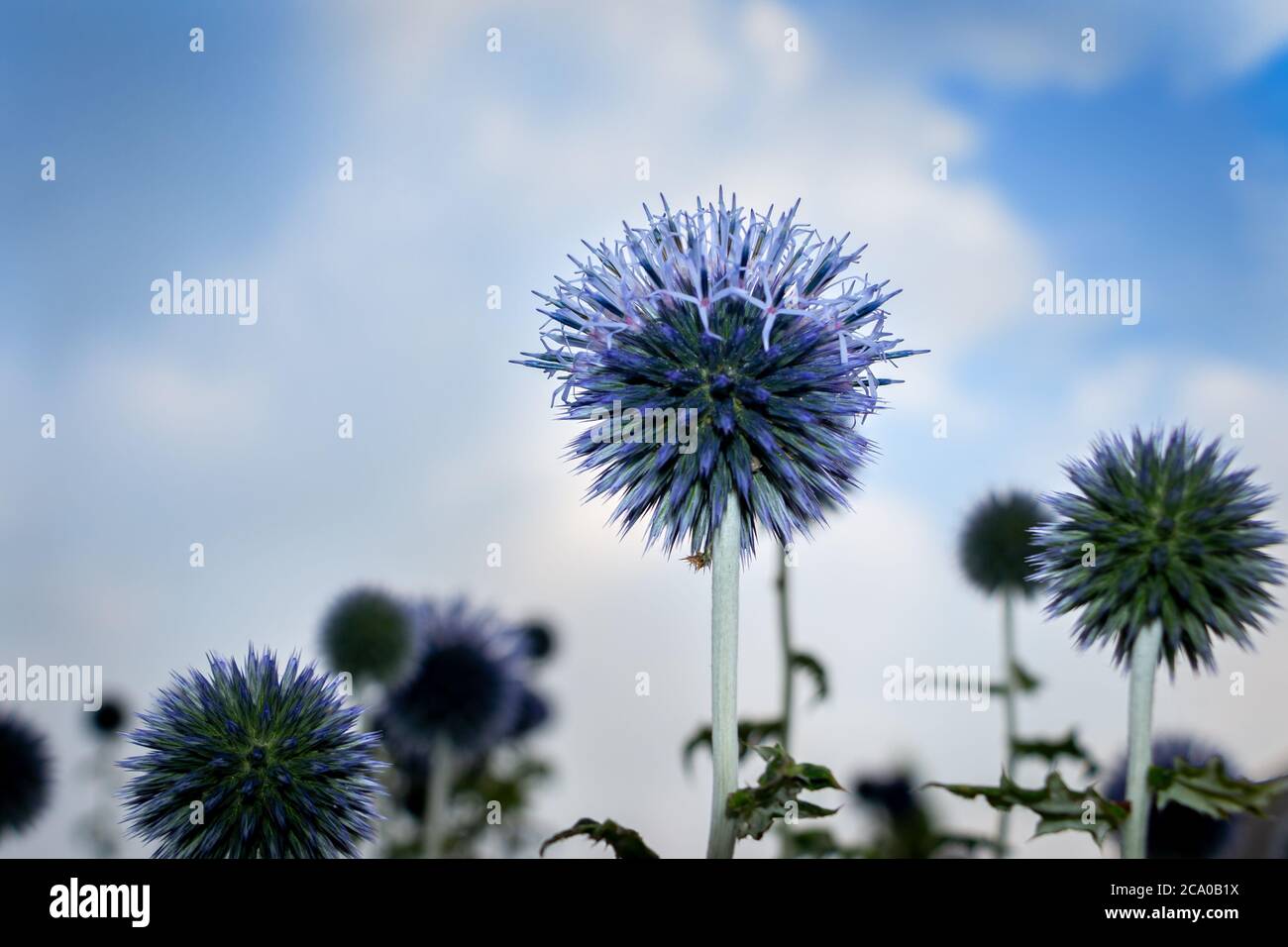 The blue globe thistle fully blooming in the summertime,  the Netherlands, photo taken in frog perspective Stock Photo