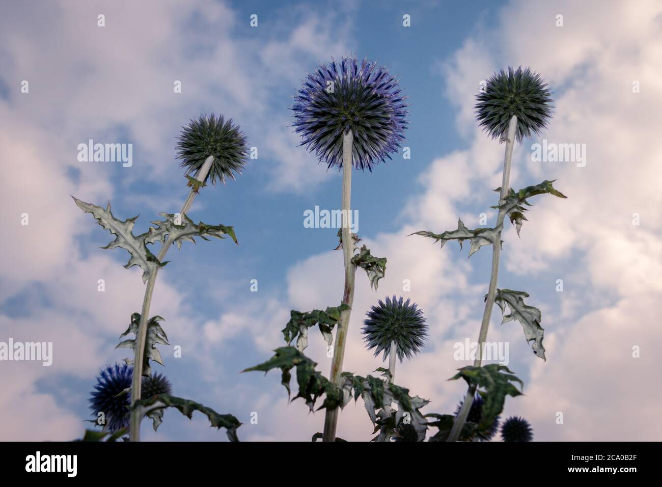 The blue globe thistle fully blooming in the summertime,  the Netherlands, photo taken in frog perspective Stock Photo
