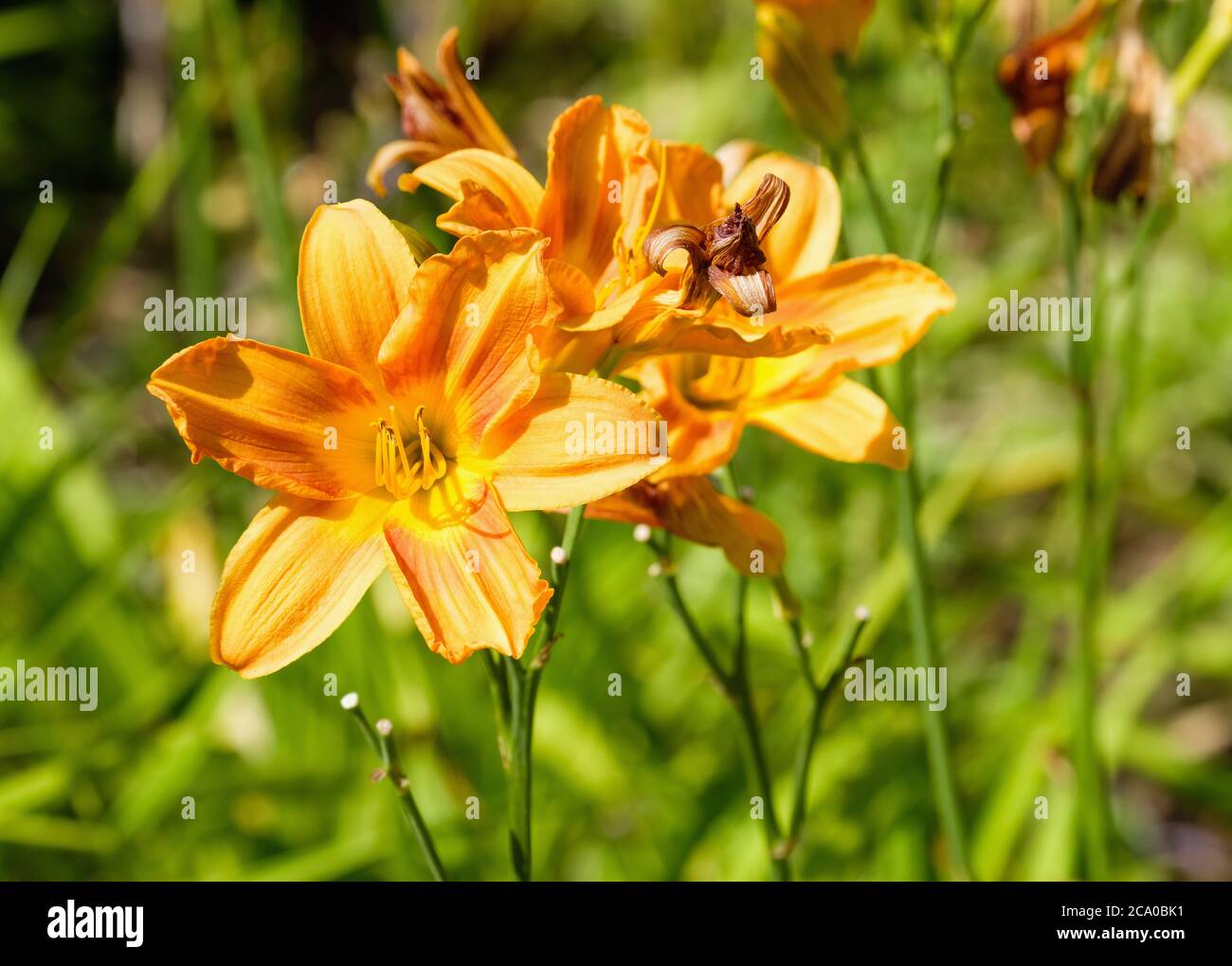 Hemerocallis 'Banbury Cinnamon'. Day lily 'Banbury Cinnamon. Orange flowers with out of focus background Stock Photo