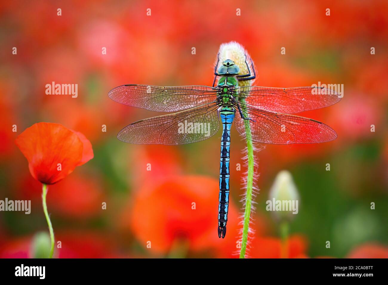 Southern migrant hawker resting on red flourishing flower Stock Photo