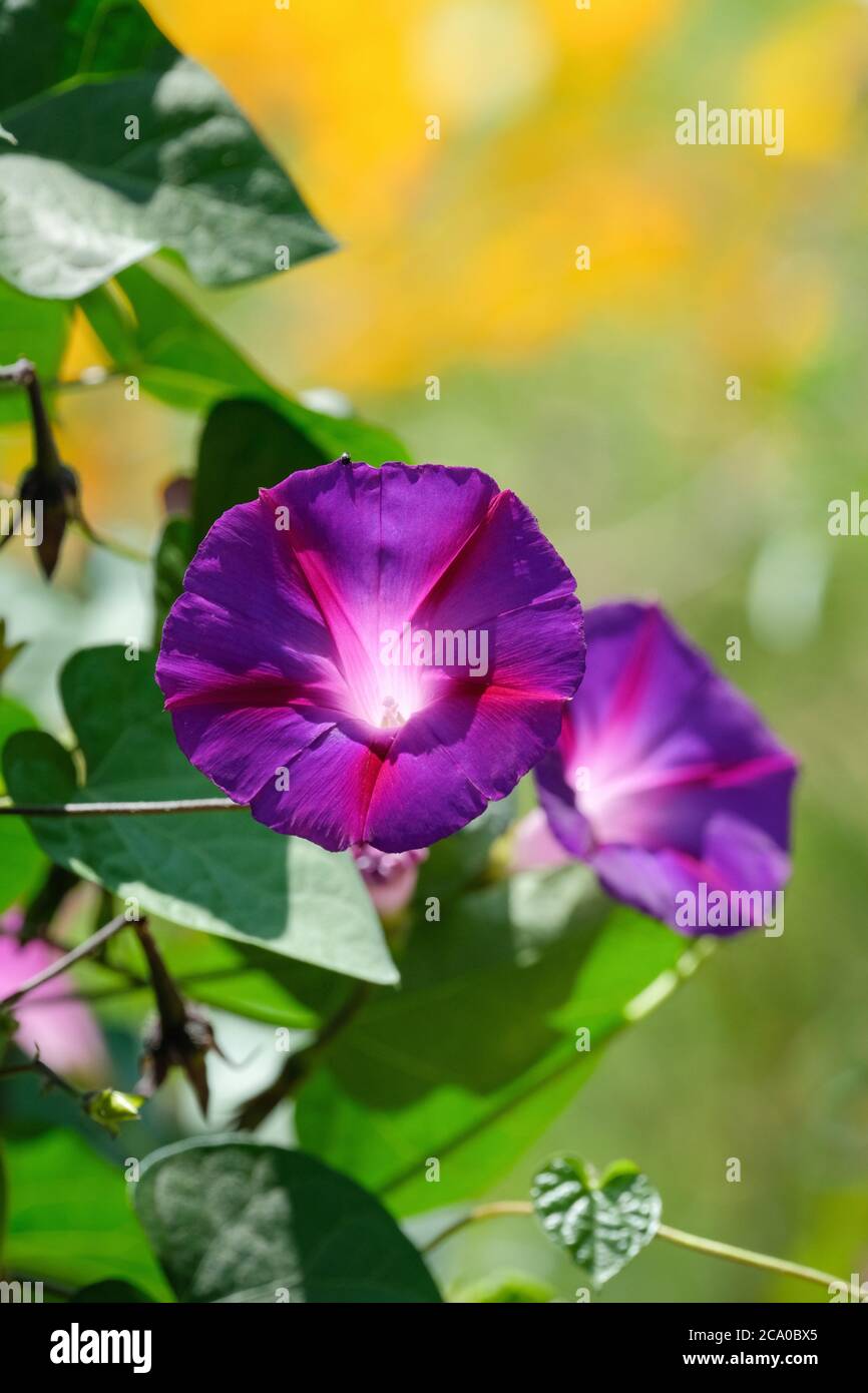Details about   Flower picture,original photograph,purple/blue morning glory black frame. 