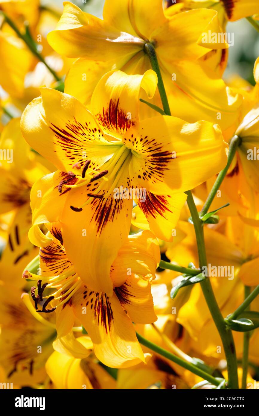 Lilium 'Yellow Bruise'. Tiger Lily 'Yellow Bruise'. 'Yellow Bruse' Tiger Lily. Lilium Tigrinum 'Yellow Bruse' Stock Photo