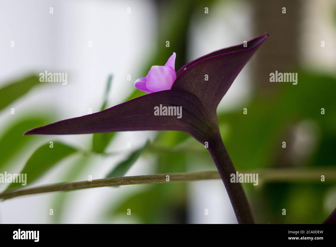 Close-up view of Purple Heart flower commonly known as wandering jew or walking jew. Stock Photo