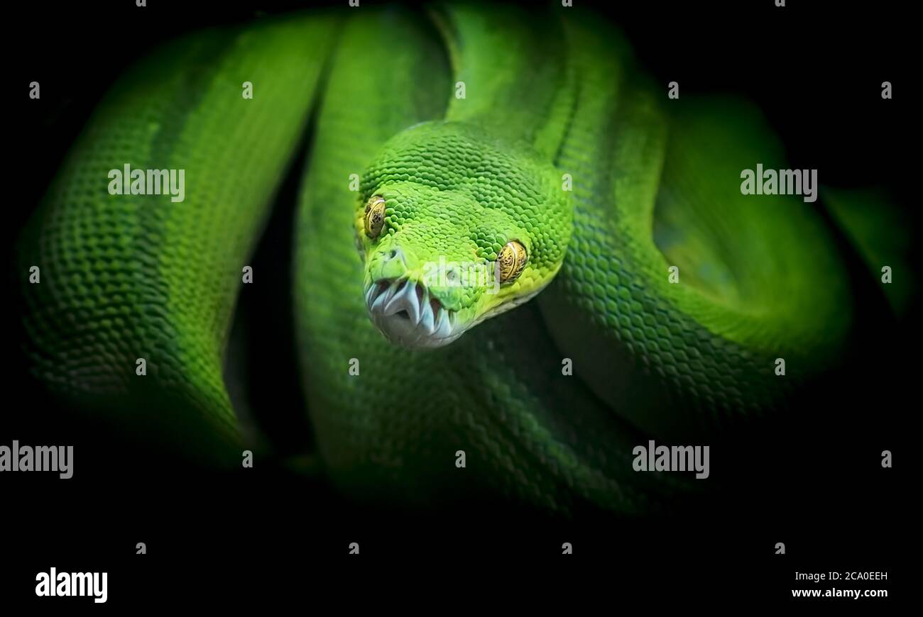 Beautiful green snake watching its prey python. Stock Photo
