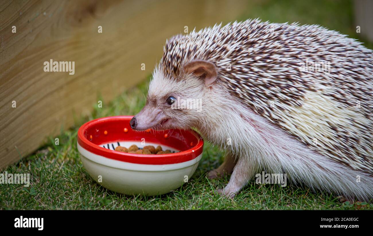Can hedgehogs eat wet cat food online