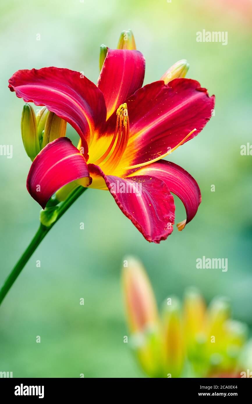 Single scarlet, lily-like flower of Hemerocallis 'Stafford'. Daylily 'Stafford' with out of focus green background Stock Photo