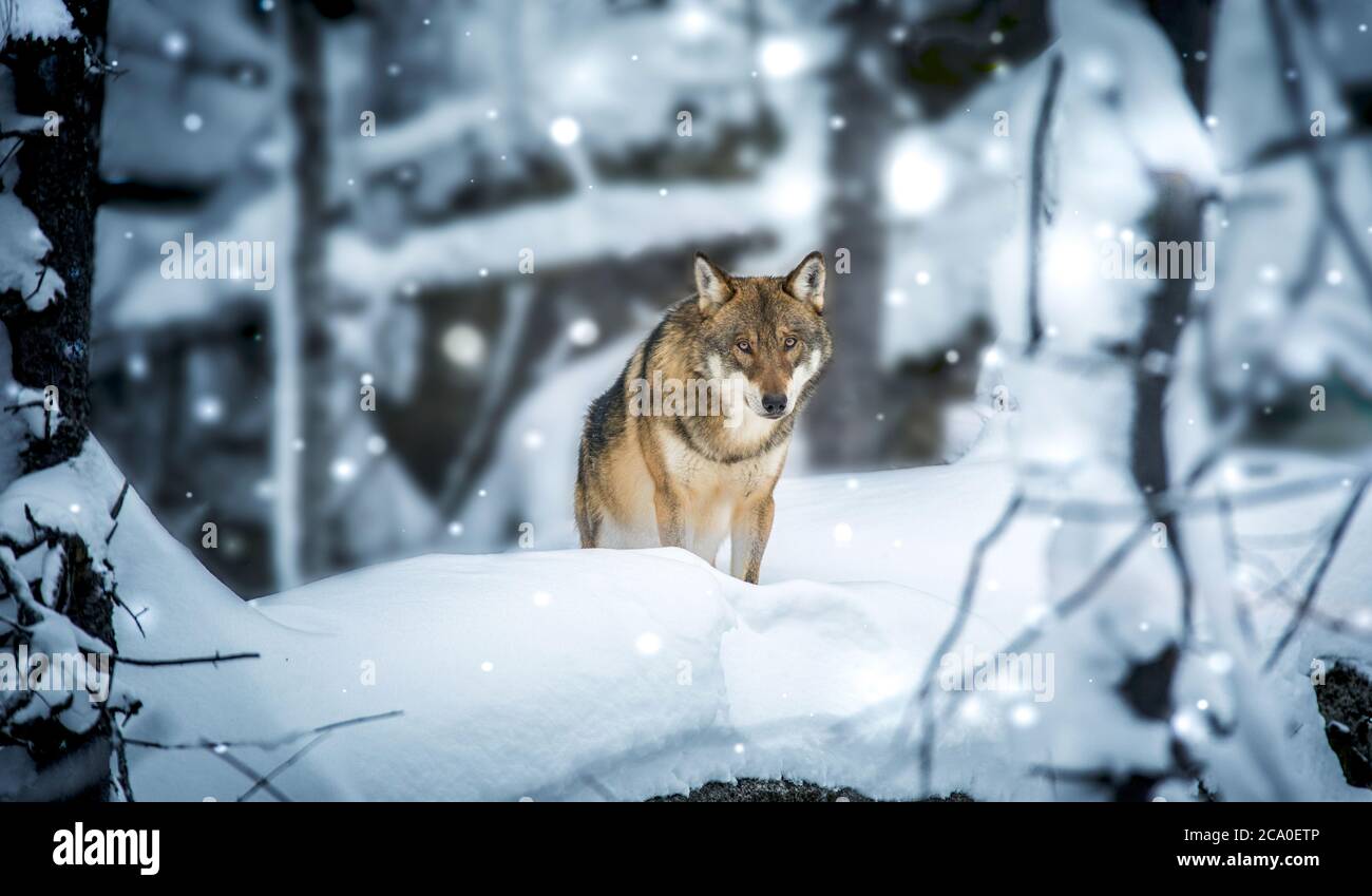 A lone Timber wolf or Grey Wolf Canis lupus walking in the falling winter snow. Stock Photo