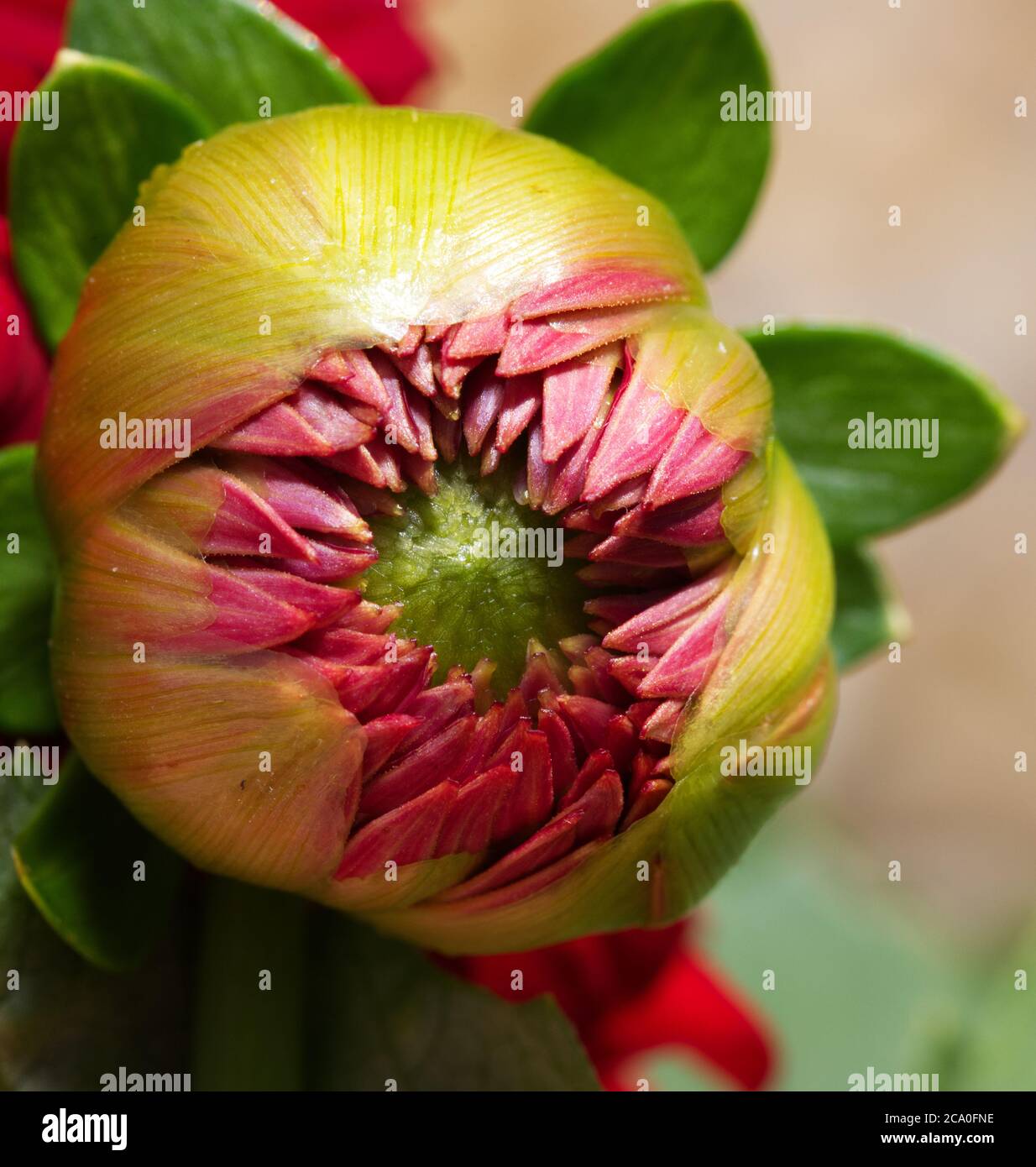 Garden Border Dahlia Daisy High Resolution Stock Photography and Images ...