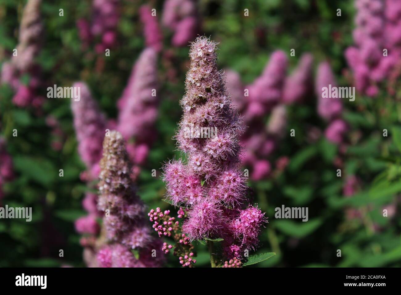 The picture shows blossoming bridewort in the garden Stock Photo