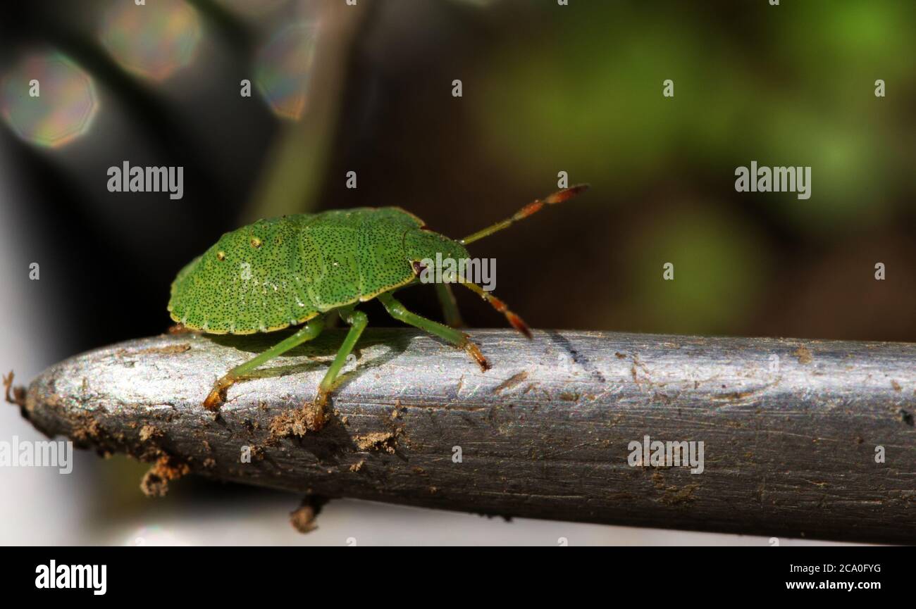 Common Green Shieldbug in macro Stock Photo