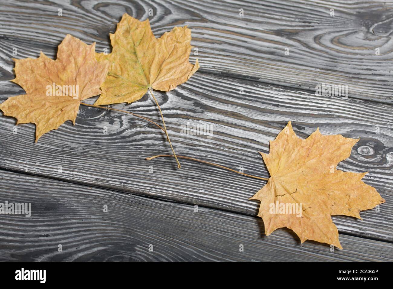 Dried maple leaves. On black pine planks. Stock Photo